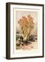 Clavaria Formosa-William Hamilton Gibson-Framed Art Print