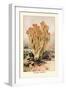 Clavaria Formosa-William Hamilton Gibson-Framed Art Print