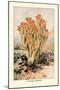 Clavaria Formosa-William Hamilton Gibson-Mounted Art Print