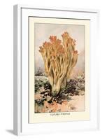 Clavaria Formosa-William Hamilton Gibson-Framed Art Print