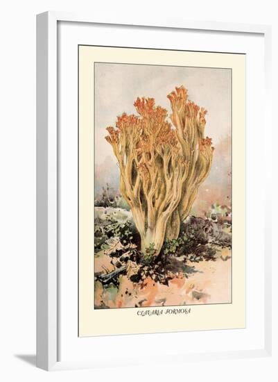 Clavaria Formosa-William Hamilton Gibson-Framed Art Print