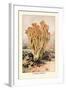 Clavaria Formosa-William Hamilton Gibson-Framed Art Print