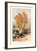 Clavaria Formosa-William Hamilton Gibson-Framed Art Print