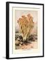 Clavaria Formosa-William Hamilton Gibson-Framed Art Print