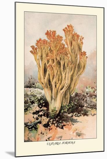 Clavaria Formosa-William Hamilton Gibson-Mounted Art Print