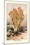 Clavaria Formosa-William Hamilton Gibson-Mounted Art Print