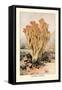 Clavaria Formosa-William Hamilton Gibson-Framed Stretched Canvas