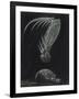 Claws of Locust Mantis Shrimp-Philip Henry Gosse-Framed Giclee Print