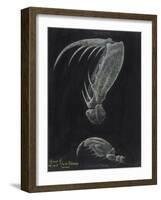 Claws of Locust Mantis Shrimp-Philip Henry Gosse-Framed Giclee Print