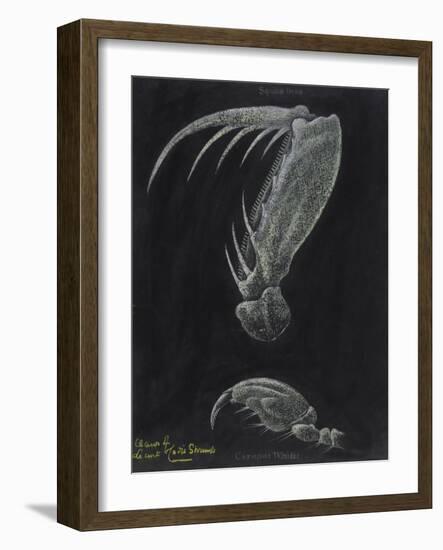 Claws of Locust Mantis Shrimp-Philip Henry Gosse-Framed Giclee Print