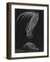 Claws of Locust Mantis Shrimp-Philip Henry Gosse-Framed Giclee Print