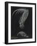 Claws of Locust Mantis Shrimp-Philip Henry Gosse-Framed Giclee Print