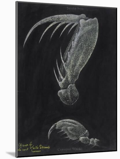 Claws of Locust Mantis Shrimp-Philip Henry Gosse-Mounted Giclee Print