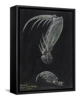 Claws of Locust Mantis Shrimp-Philip Henry Gosse-Framed Stretched Canvas