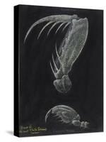 Claws of Locust Mantis Shrimp-Philip Henry Gosse-Stretched Canvas