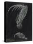 Claws of Locust Mantis Shrimp-Philip Henry Gosse-Stretched Canvas