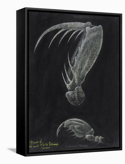 Claws of Locust Mantis Shrimp-Philip Henry Gosse-Framed Stretched Canvas