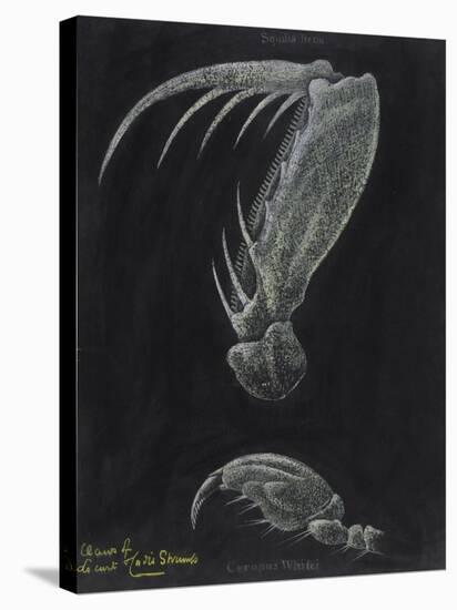 Claws of Locust Mantis Shrimp-Philip Henry Gosse-Stretched Canvas