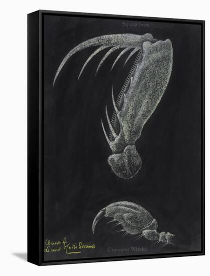 Claws of Locust Mantis Shrimp-Philip Henry Gosse-Framed Stretched Canvas