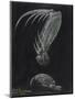 Claws of Locust Mantis Shrimp-Philip Henry Gosse-Mounted Premium Giclee Print