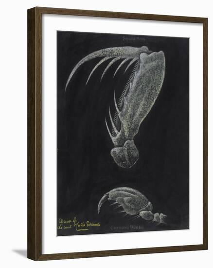 Claws of Locust Mantis Shrimp-Philip Henry Gosse-Framed Giclee Print