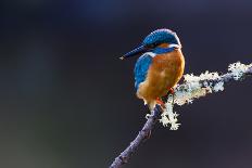 Photo of a Common Kingfisher (Alcedo Atthis) Adult Male Perched on a Lichen Covered Branch-ClawsAndPaws-Photographic Print