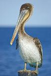 Brown Pelican-Clay Coleman-Framed Photographic Print