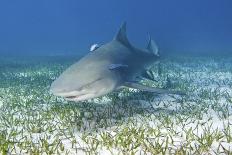 Lemon Shark And Remoras-Clay Coleman-Mounted Photographic Print