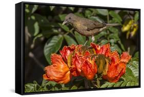 Clay-colored robin, drinking from flower of African tulip tree, Costa Rica-Phil Savoie-Framed Stretched Canvas