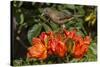 Clay-colored robin, drinking from flower of African tulip tree, Costa Rica-Phil Savoie-Stretched Canvas
