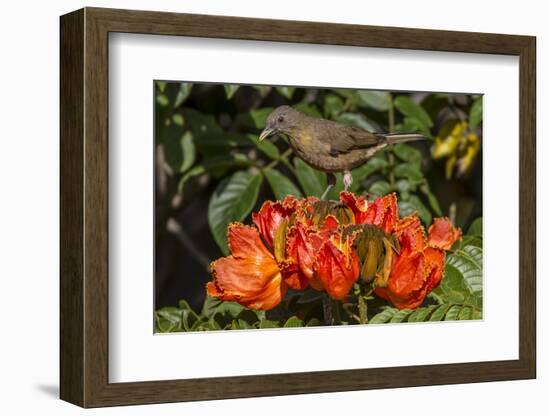 Clay-colored robin, drinking from flower of African tulip tree, Costa Rica-Phil Savoie-Framed Photographic Print