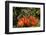 Clay-colored robin, drinking from flower of African tulip tree, Costa Rica-Phil Savoie-Framed Photographic Print