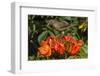 Clay-colored robin, drinking from flower of African tulip tree, Costa Rica-Phil Savoie-Framed Photographic Print
