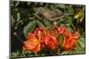 Clay-colored robin, drinking from flower of African tulip tree, Costa Rica-Phil Savoie-Mounted Photographic Print