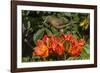 Clay-colored robin, drinking from flower of African tulip tree, Costa Rica-Phil Savoie-Framed Photographic Print