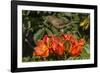 Clay-colored robin, drinking from flower of African tulip tree, Costa Rica-Phil Savoie-Framed Photographic Print