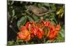 Clay-colored robin, drinking from flower of African tulip tree, Costa Rica-Phil Savoie-Mounted Photographic Print