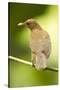 Clay-Colored Robin-Mary Ann McDonald-Stretched Canvas