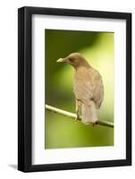 Clay-Colored Robin-Mary Ann McDonald-Framed Photographic Print