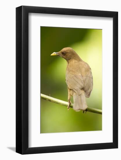 Clay-Colored Robin-Mary Ann McDonald-Framed Photographic Print