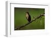 Clay Colored Thrush (Turdus Grayi), the national bird of Costa Rica-Matthew Williams-Ellis-Framed Photographic Print