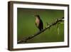 Clay Colored Thrush (Turdus Grayi), the national bird of Costa Rica-Matthew Williams-Ellis-Framed Photographic Print