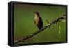 Clay Colored Thrush (Turdus Grayi), the national bird of Costa Rica-Matthew Williams-Ellis-Framed Stretched Canvas