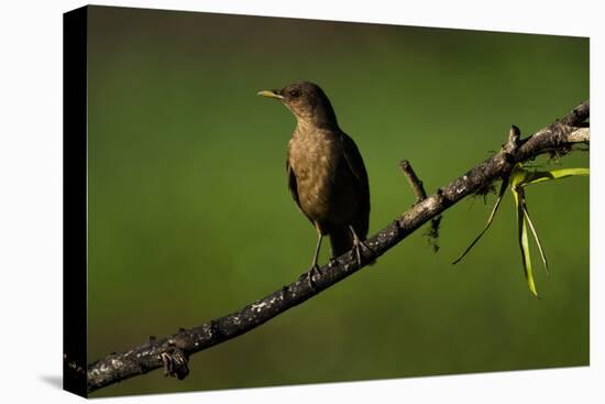 Clay Colored Thrush (Turdus Grayi), the national bird of Costa Rica-Matthew Williams-Ellis-Stretched Canvas
