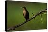 Clay Colored Thrush (Turdus Grayi), the national bird of Costa Rica-Matthew Williams-Ellis-Stretched Canvas