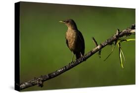 Clay Colored Thrush (Turdus Grayi), the national bird of Costa Rica-Matthew Williams-Ellis-Stretched Canvas