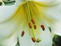 Close Up of Lilium Longiflorum-Clay Perry-Photographic Print