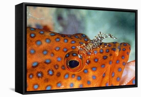 Cleaner Shrimp Cleaning Grouper-null-Framed Stretched Canvas