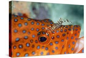 Cleaner Shrimp Cleaning Grouper-null-Stretched Canvas