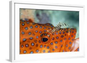 Cleaner Shrimp Cleaning Grouper-null-Framed Photographic Print